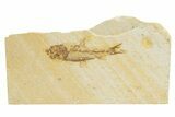 Detailed Fossil Fish (Knightia) - Wyoming #318573-1